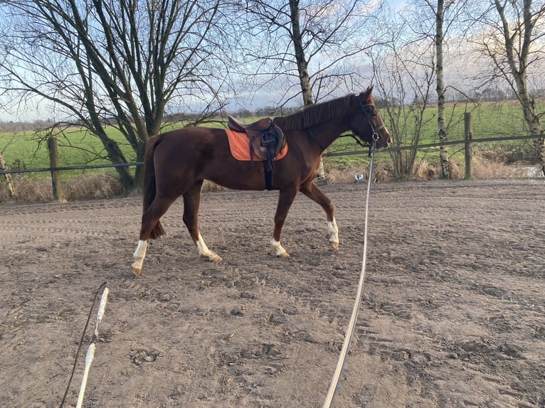 Hannoveriano Yegua 4 años 168 cm Alazán in Moormerland