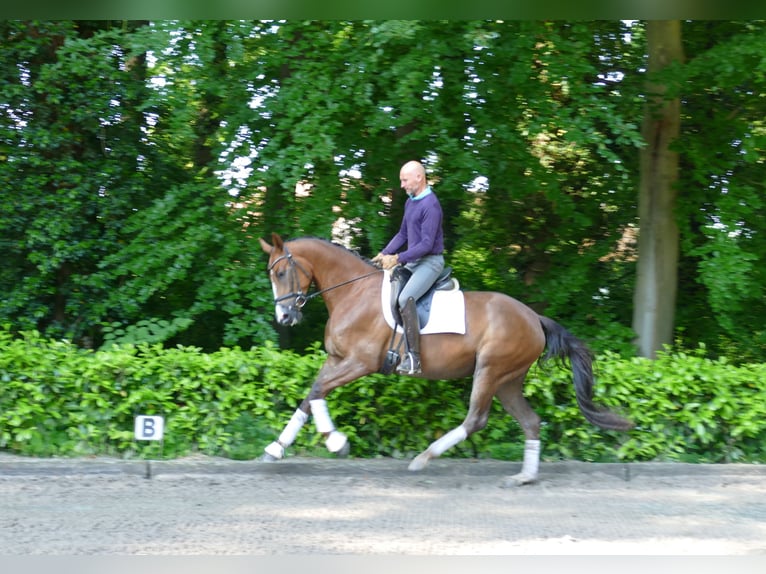 Hannoveriano Yegua 4 años 168 cm Alazán-tostado in Hemsingen