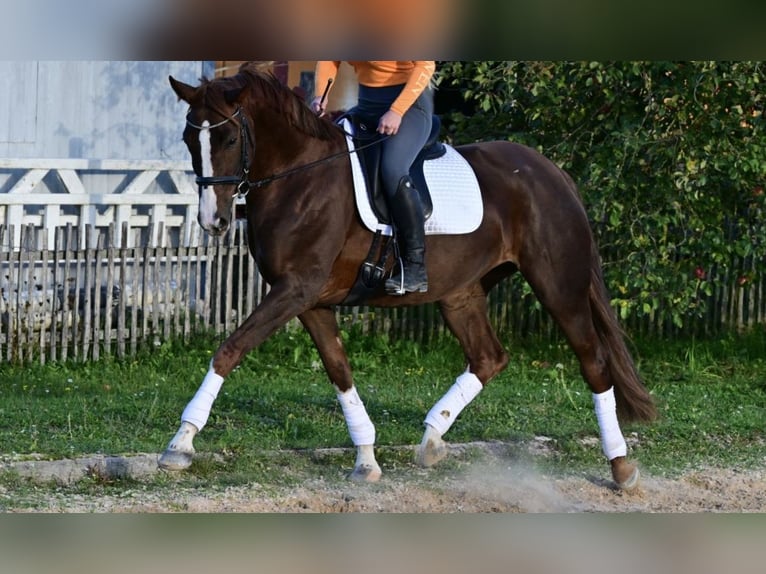 Hannoveriano Yegua 4 años 168 cm Alazán-tostado in W&#xFC;rzburg