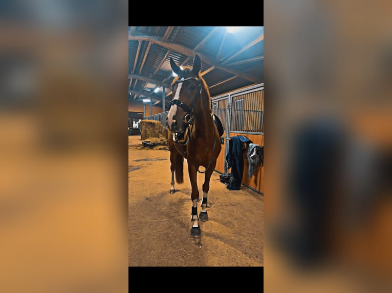 Hannoveriano Yegua 4 años 168 cm Alazán-tostado in W&#xFC;rzburg