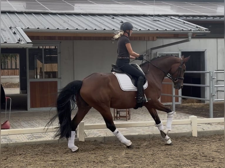 Hannoveriano Yegua 4 años 168 cm Castaño in Weiterstadt