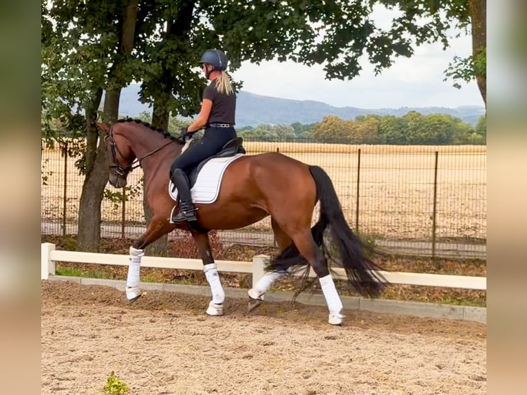Hannoveriano Yegua 4 años 168 cm Castaño in Weiterstadt