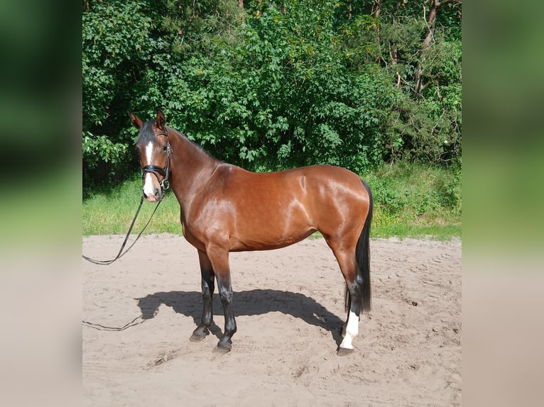 Hannoveriano Yegua 4 años 168 cm Castaño in Kirchdorf