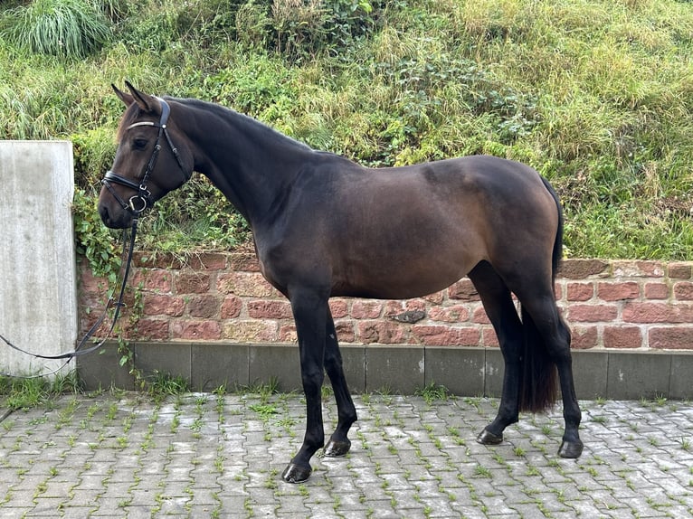 Hannoveriano Yegua 4 años 168 cm Castaño in Mossautal