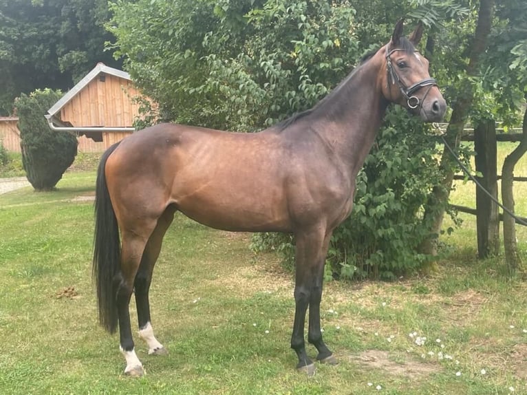Hannoveriano Yegua 4 años 168 cm Castaño in Wellheim