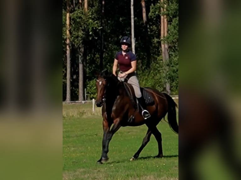 Hannoveriano Yegua 4 años 168 cm Castaño in Ostercappeln