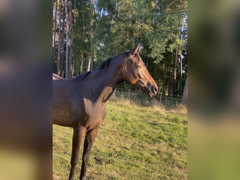 Hannoveriano Yegua 4 años 168 cm Castaño oscuro in Gifhorn
