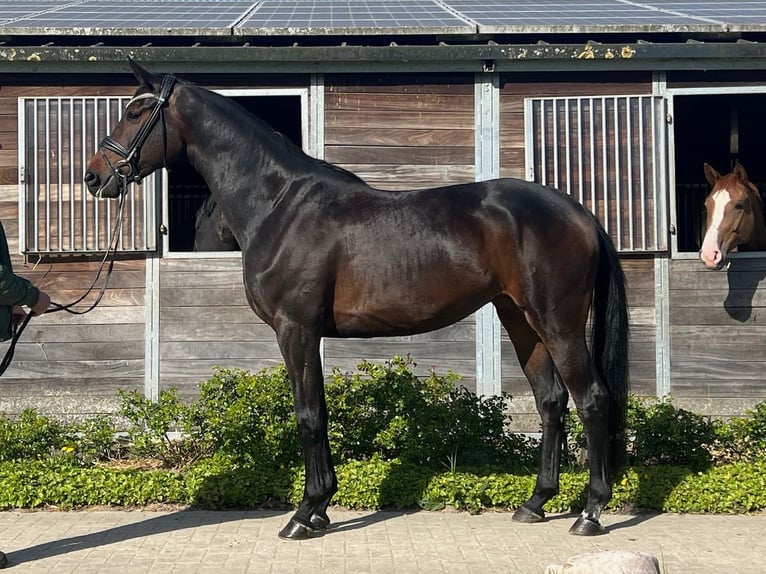 Hannoveriano Yegua 4 años 168 cm Castaño oscuro in Römstedt