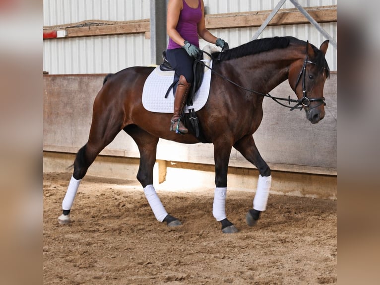 Hannoveriano Yegua 4 años 168 cm Castaño oscuro in Kempen