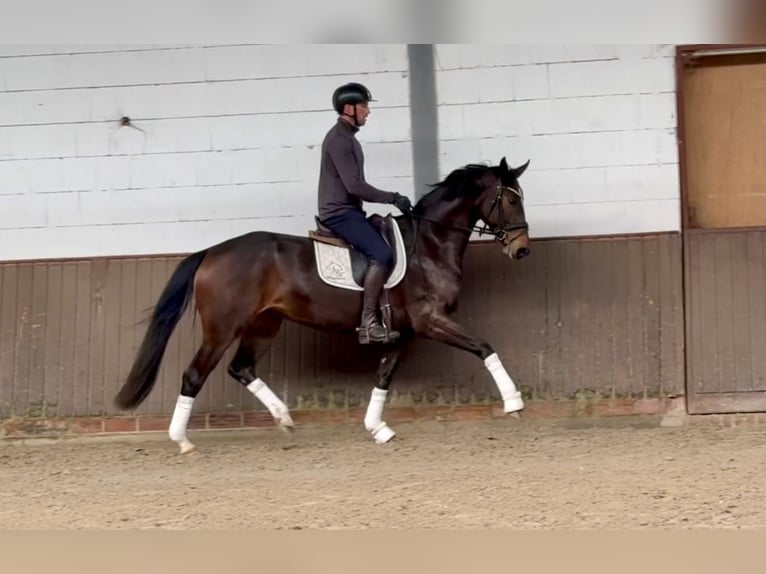 Hannoveriano Yegua 4 años 168 cm Castaño oscuro in Lohne (Oldenburg)