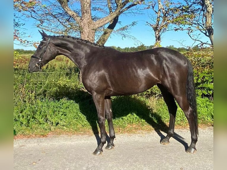 Hannoveriano Yegua 4 años 168 cm Castaño oscuro in S&#xFC;derl&#xFC;gum