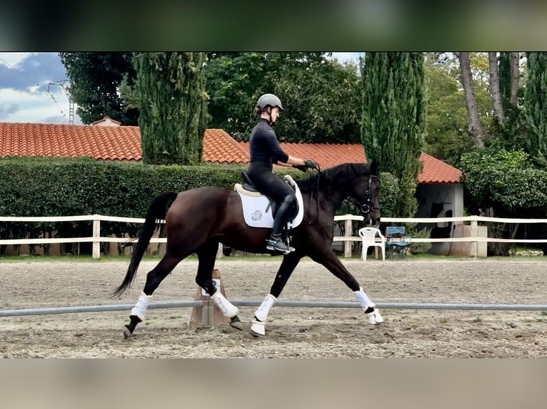 Hannoveriano Yegua 4 años 168 cm Castaño oscuro in Madrid