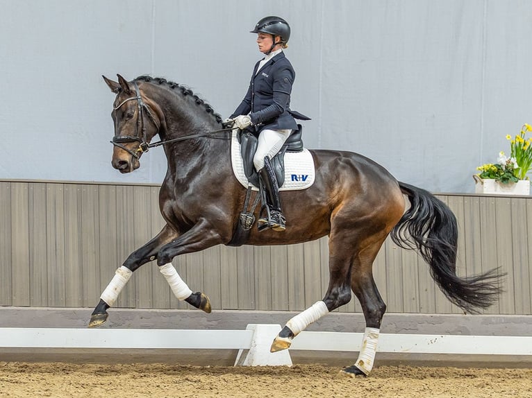 Hannoveriano Yegua 4 años 168 cm Castaño oscuro in Münster-Handorf