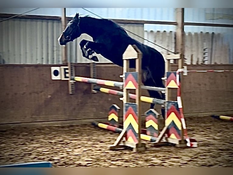 Hannoveriano Yegua 4 años 168 cm Castaño oscuro in Oerel