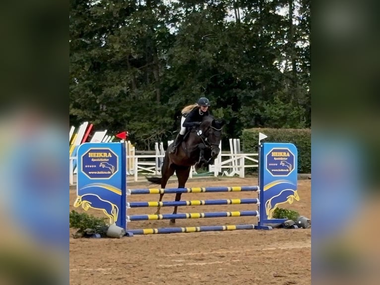 Hannoveriano Yegua 4 años 168 cm Castaño oscuro in Verden (Aller)