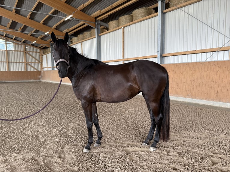 Hannoveriano Yegua 4 años 168 cm Negro in Adelheidsdorf