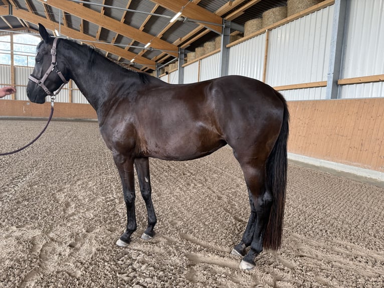 Hannoveriano Yegua 4 años 168 cm Negro in Adelheidsdorf