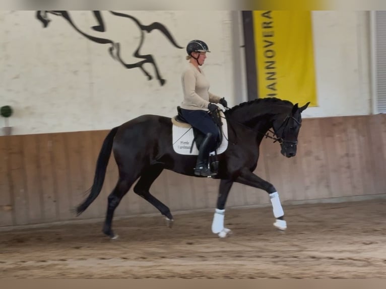 Hannoveriano Yegua 4 años 168 cm Negro in Handrup