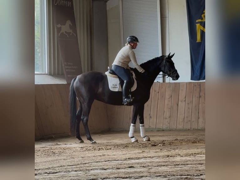Hannoveriano Yegua 4 años 168 cm Negro in Handrup