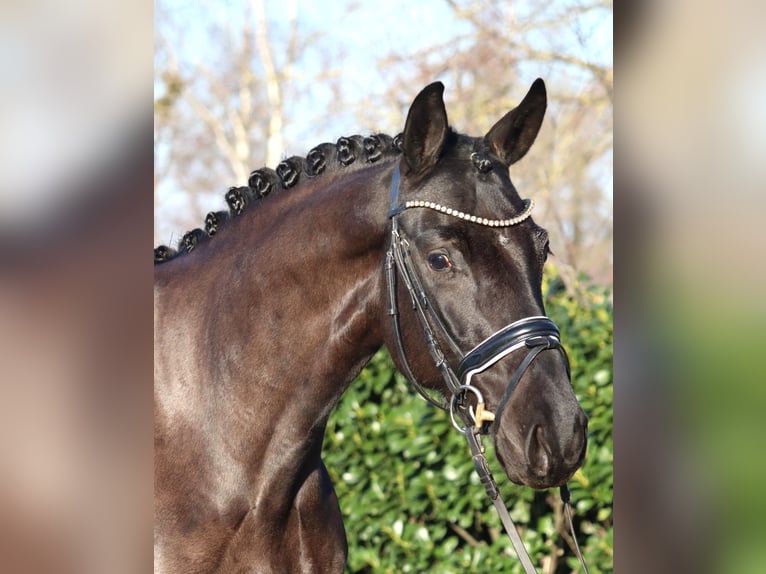 Hannoveriano Yegua 4 años 168 cm Negro in Selsingen