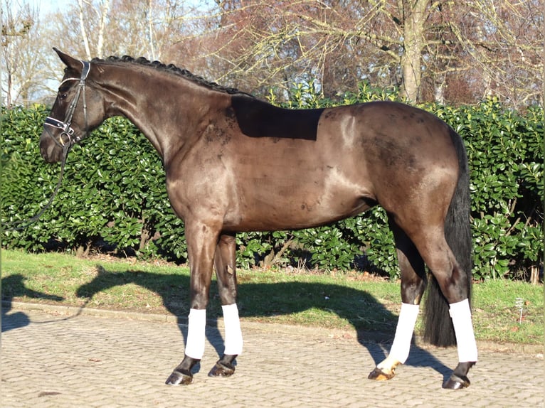 Hannoveriano Yegua 4 años 168 cm Negro in Selsingen