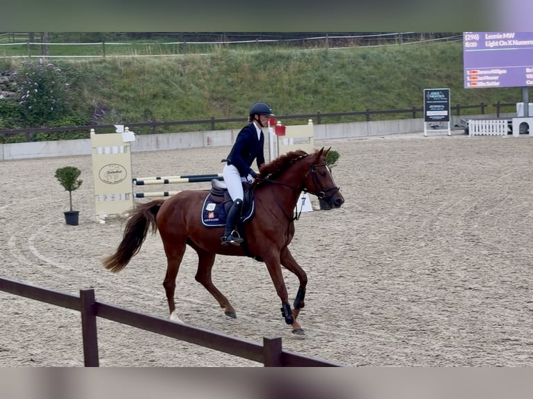 Hannoveriano Yegua 4 años 169 cm Alazán in Wermelskirchen