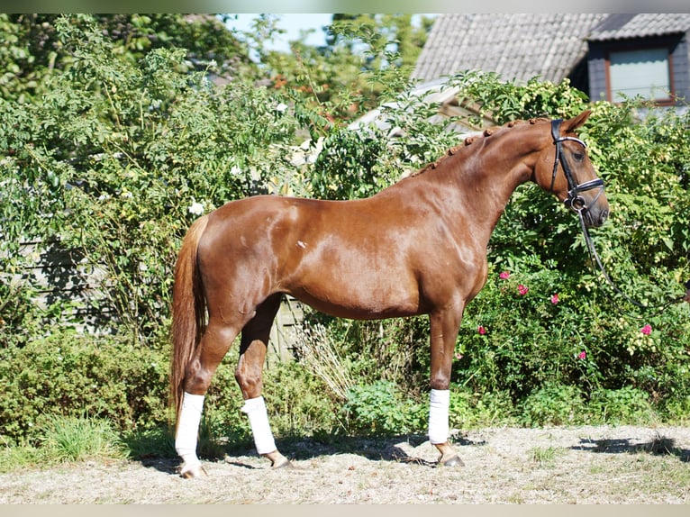 Hannoveriano Yegua 4 años 169 cm Alazán-tostado in Hohenfelde