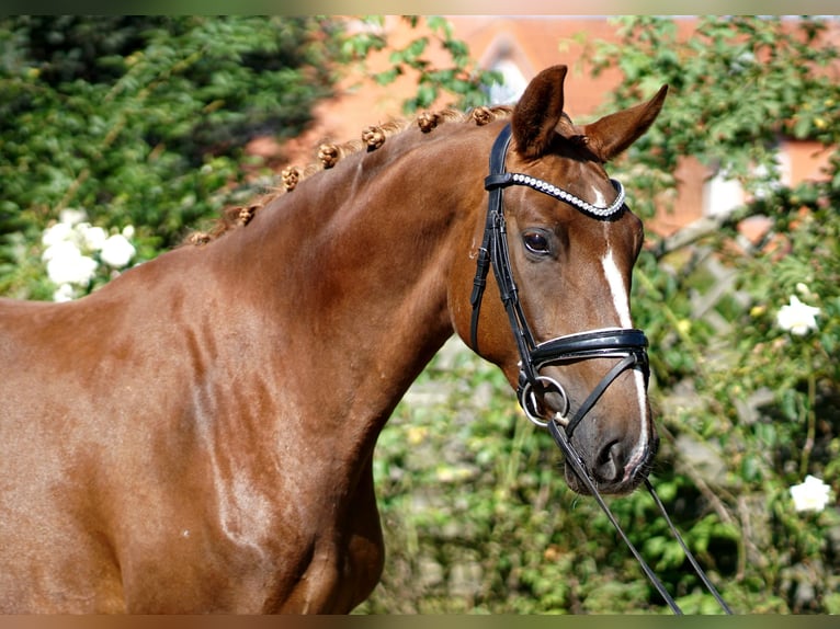 Hannoveriano Yegua 4 años 169 cm Alazán-tostado in Hohenfelde