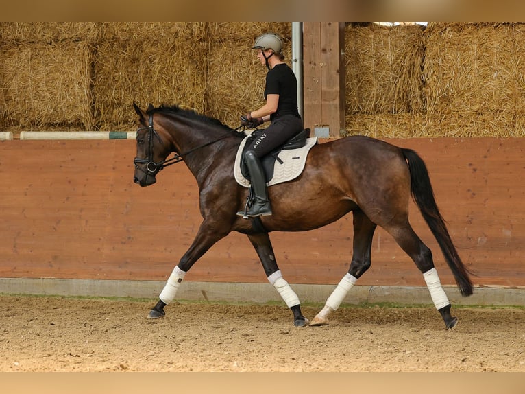 Hannoveriano Yegua 4 años 169 cm Castaño oscuro in Bad Orb