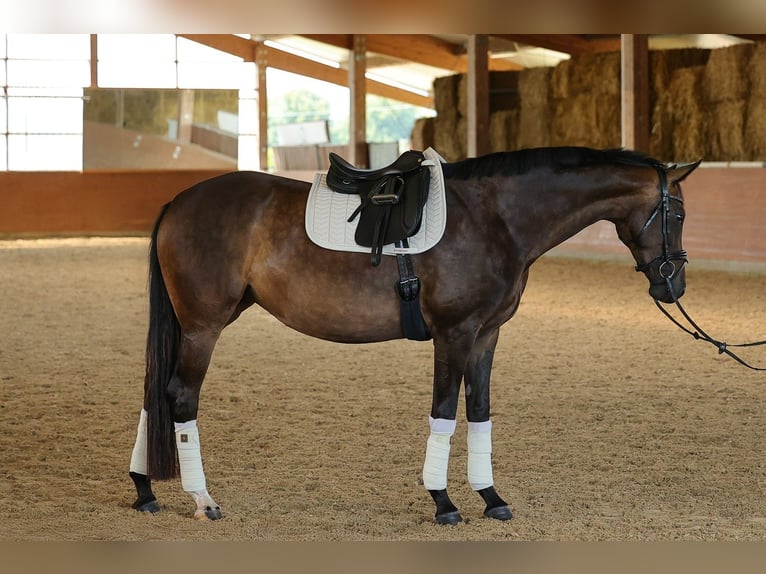 Hannoveriano Yegua 4 años 169 cm Castaño oscuro in Bad Orb