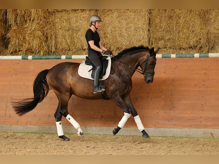 Hannoveriano Yegua 4 años 169 cm Castaño oscuro in Bad Orb