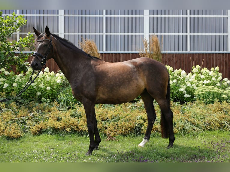 Hannoveriano Yegua 4 años 169 cm Castaño oscuro in Bad Orb