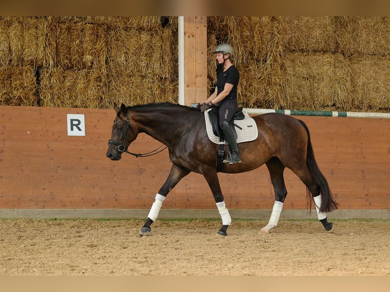 Hannoveriano Yegua 4 años 169 cm Castaño oscuro in Bad Orb