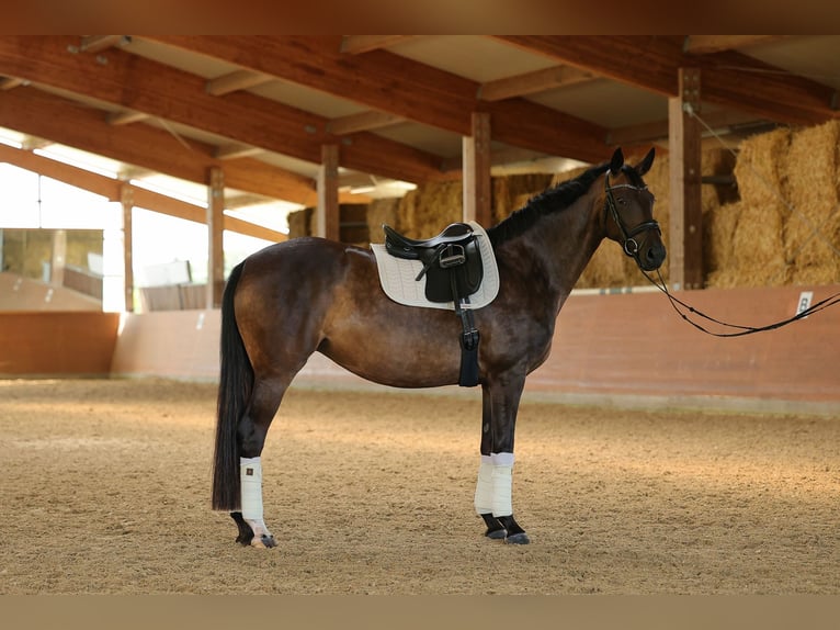 Hannoveriano Yegua 4 años 169 cm Castaño oscuro in Bad Orb