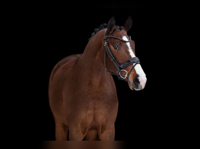 Hannoveriano Yegua 4 años 169 cm Castaño oscuro in Röttingen