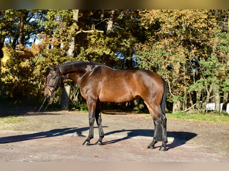Hannoveriano Yegua 4 años 169 cm Castaño oscuro in Essen (Oldenburg)