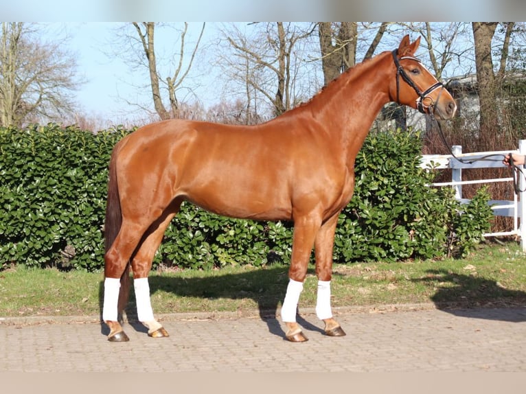 Hannoveriano Yegua 4 años 170 cm Alazán in Selsingen