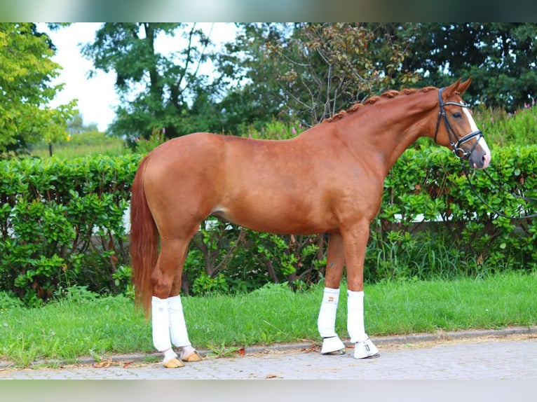 Hannoveriano Yegua 4 años 170 cm Alazán in Selsingen