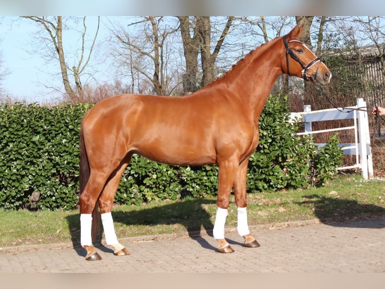 Hannoveriano Yegua 4 años 170 cm Alazán in Selsingen