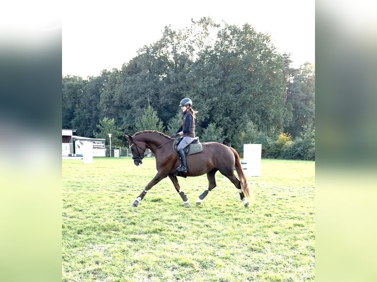 Hannoveriano Yegua 4 años 170 cm Alazán-tostado in Burgwedel