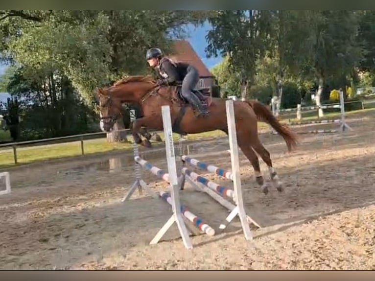 Hannoveriano Yegua 4 años 170 cm Alazán-tostado in Mulsum