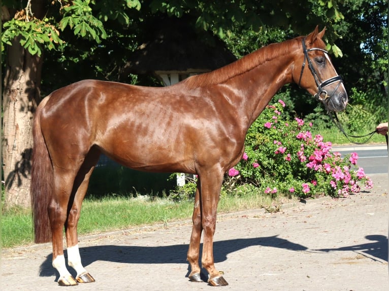 Hannoveriano Yegua 4 años 170 cm Alazán-tostado in Selsingen
