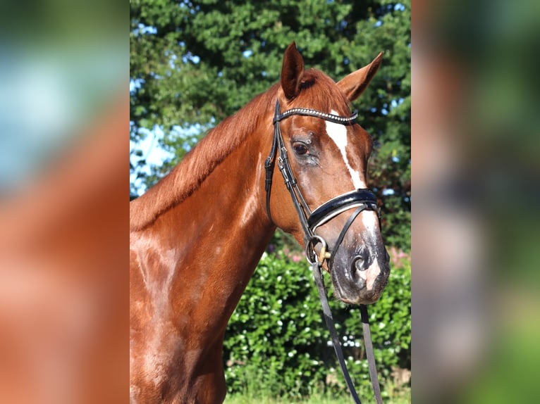 Hannoveriano Yegua 4 años 170 cm Alazán-tostado in Selsingen