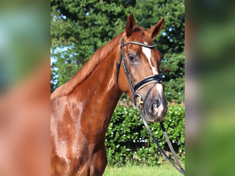 Hannoveriano Yegua 4 años 170 cm Alazán-tostado in Selsingen