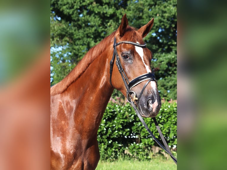 Hannoveriano Yegua 4 años 170 cm Alazán-tostado in Selsingen