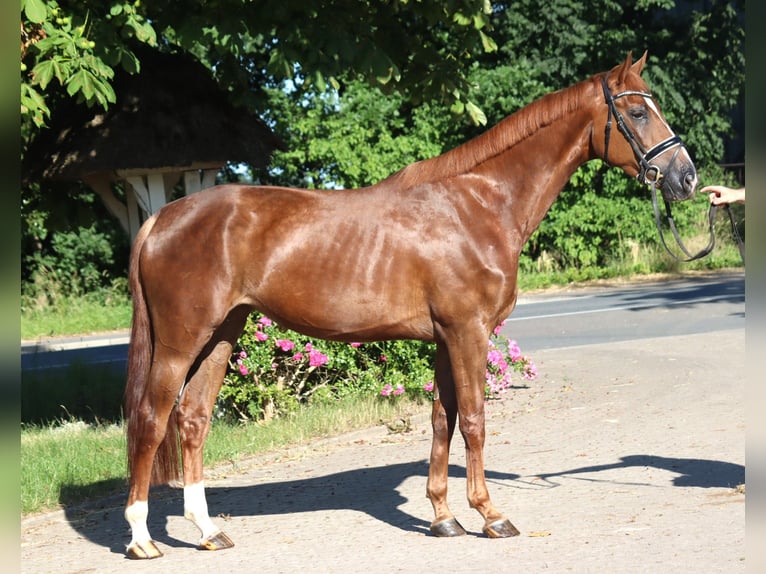 Hannoveriano Yegua 4 años 170 cm Alazán-tostado in Selsingen