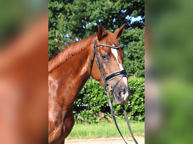 Hannoveriano Yegua 4 años 170 cm Alazán-tostado in Selsingen