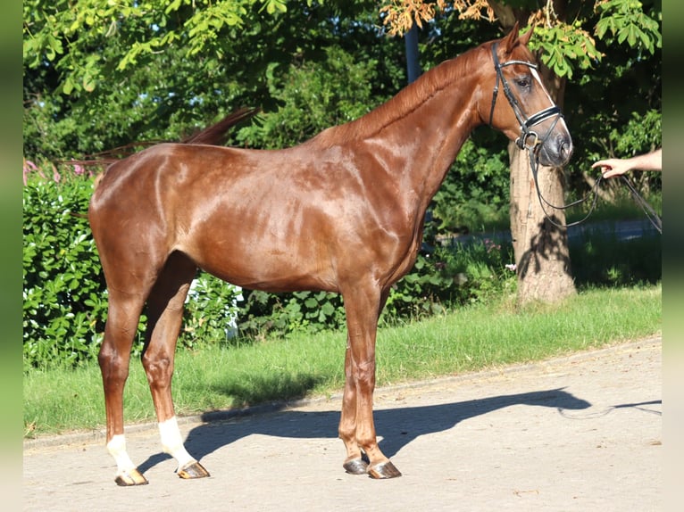 Hannoveriano Yegua 4 años 170 cm Alazán-tostado in Selsingen