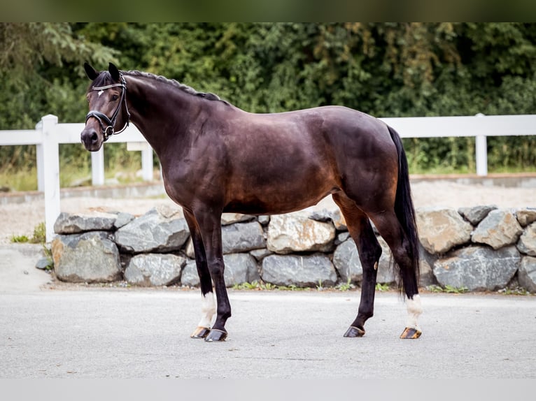 Hannoveriano Yegua 4 años 170 cm Castaño in Lechbruck