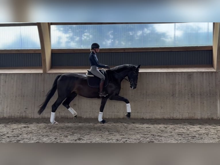 Hannoveriano Yegua 4 años 170 cm Castaño in Horneburg